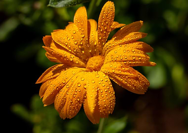 Relief Flower