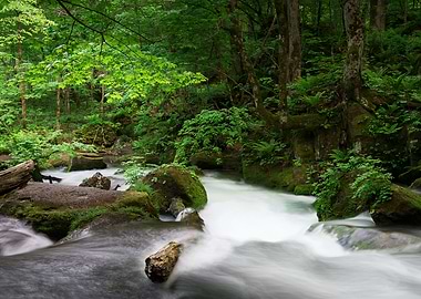 Spring green Oirase Creek