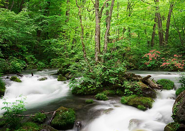 Spring green Oirase Creek
