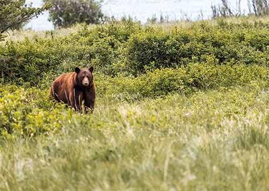 Grizzly Bear in Montana