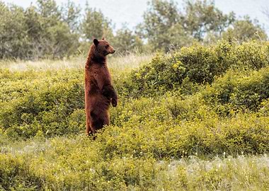 Standing Grizzly