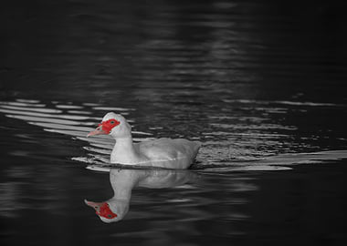 Muscovy Duck Red Face No2