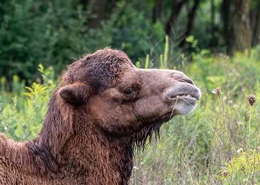 Close Up of a Camel