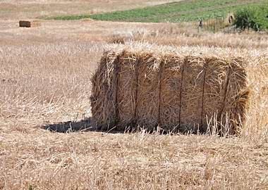 Bale of straw in the field