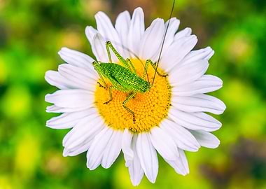 Green grasshopper on daisy