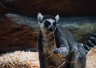 Lemur with food