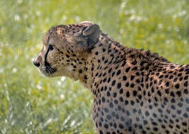 Portrait of a Cheetah