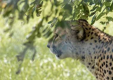 Portrait of a Cheetah