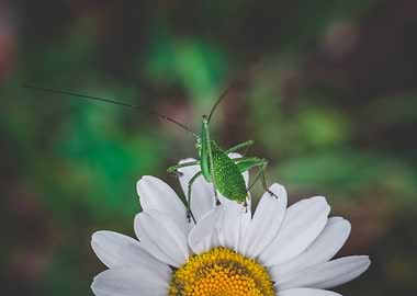 Green grasshopper on daisy