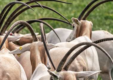 Herd of Oryx