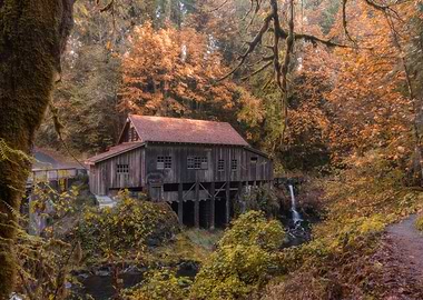 Magical forest cabin