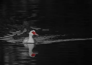 Red Face Muscovy 5 of 5