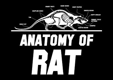 Rat Rodent Rats
