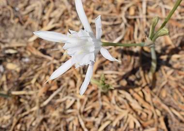 Sea daffodil flower 1