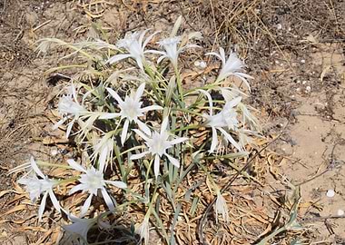 Sea daffodil flowers