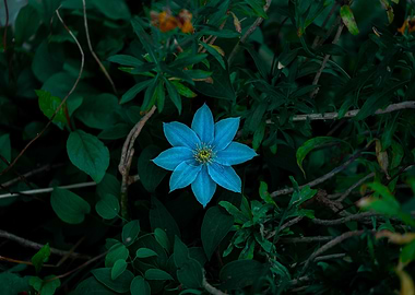 Midnight flower
