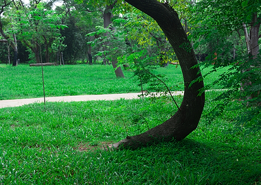 Tree on green grass