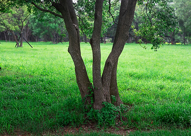 Tree on green grass