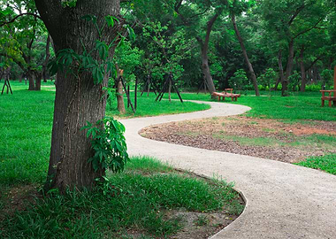 The path in the park