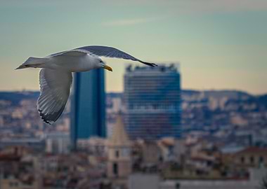 Seagull over Marseille