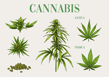 Canabis Plant Infographic