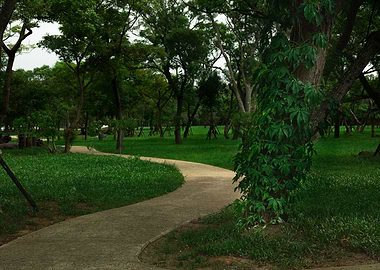 The path in the park