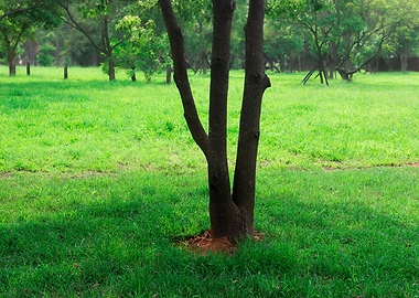 Tree on green grass