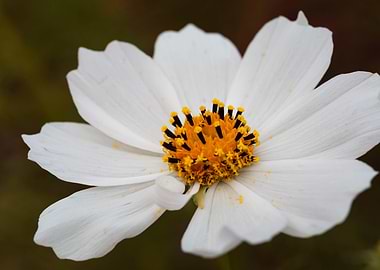 White cosmos flower