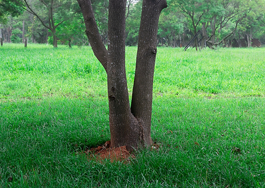 Tree on green grass