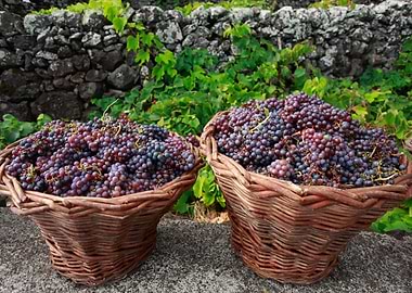 Grape harvest