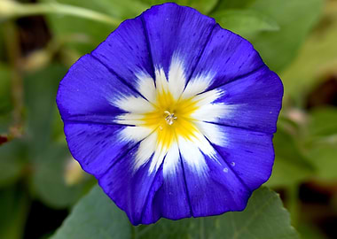 Blue flower