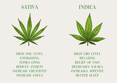 Cannabis Sativa vs Indica
