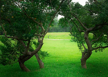 Tree on green grass