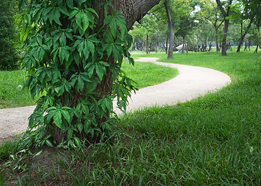 Tree on green grass