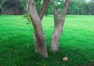 Tree on green grass