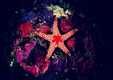 Sea star