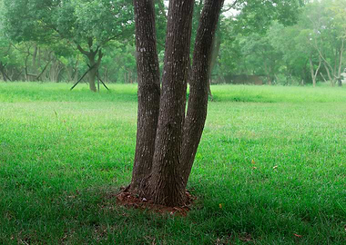 Tree on green grass