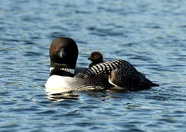 Loon raft