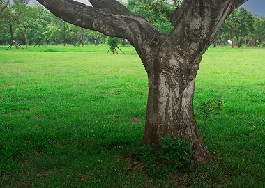 Tree on green grass