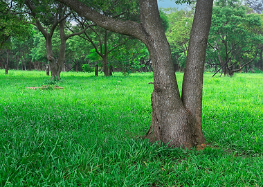 Tree on green grass