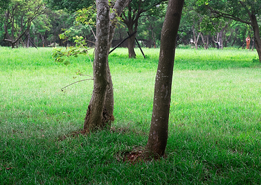 Tree on green grass