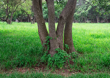 Tree on green grass