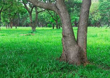 Tree on green grass