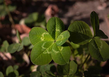 Five leaf clover