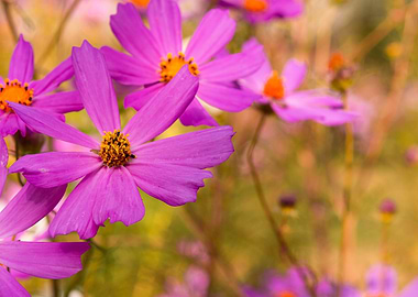 Cosmos pink flower