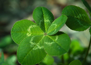 Five leaf clover