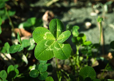 Five leaf clover