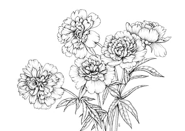 Peony drawing