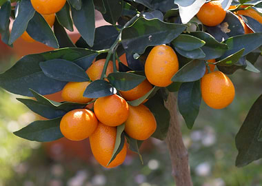 mandarins on tree
