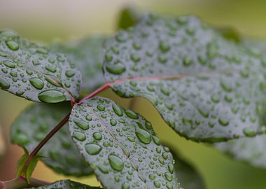 rain on the leaves